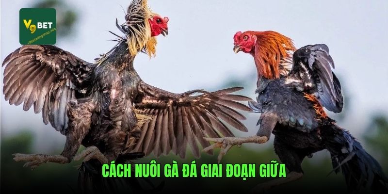 Cách nuôi gà đá giai đoạn giữa
