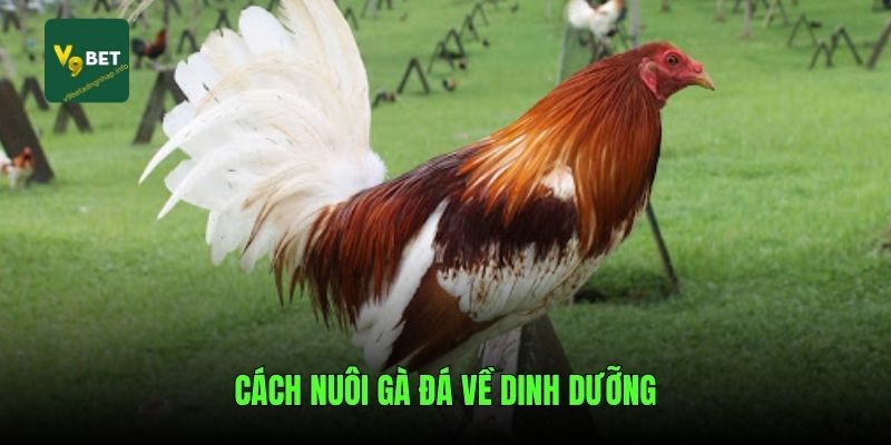 Cách nuôi gà đá về dinh dưỡng