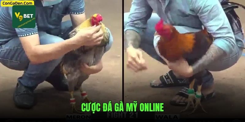 Cược đá gà Mỹ online