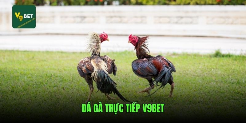 da-ga-truc-tiep-v9bet