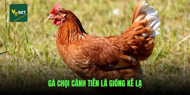 Gà chọi cánh tiên là giống kê lạ