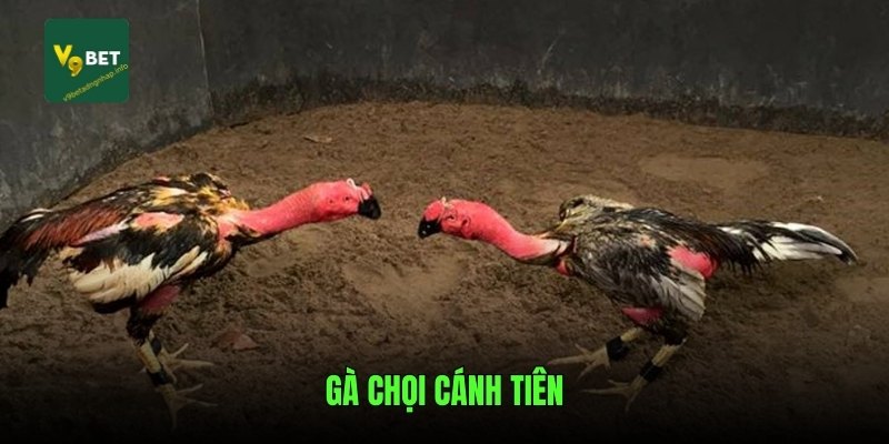 ga-choi-canh-tien