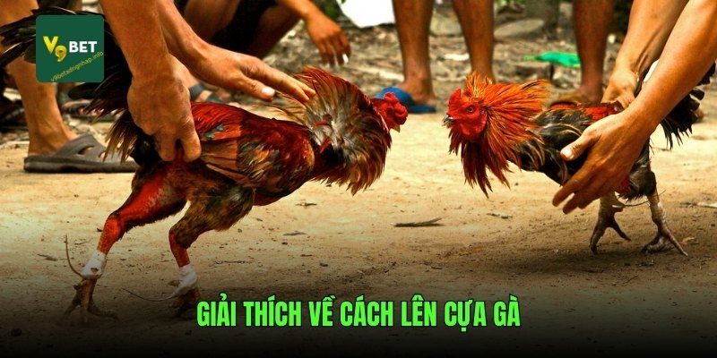 Giải thích về cách lên cựa gà