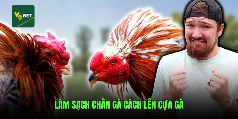 Làm sạch chân gà cách lên cựa gà