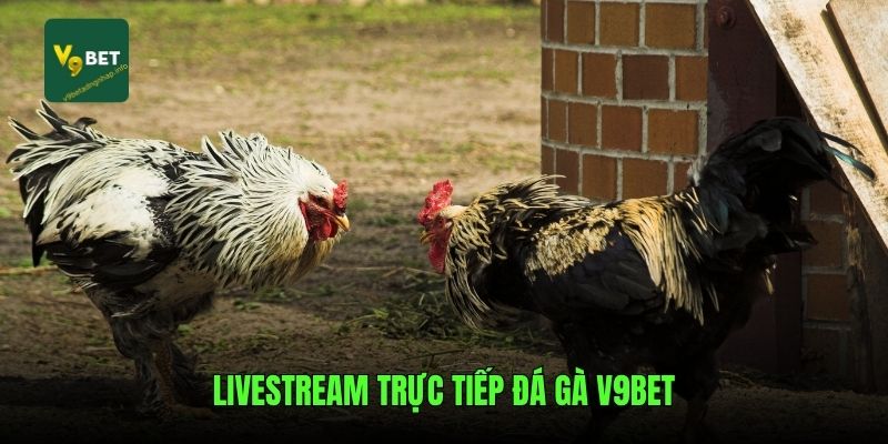 Livestream trực tiếp đá gà v9bet