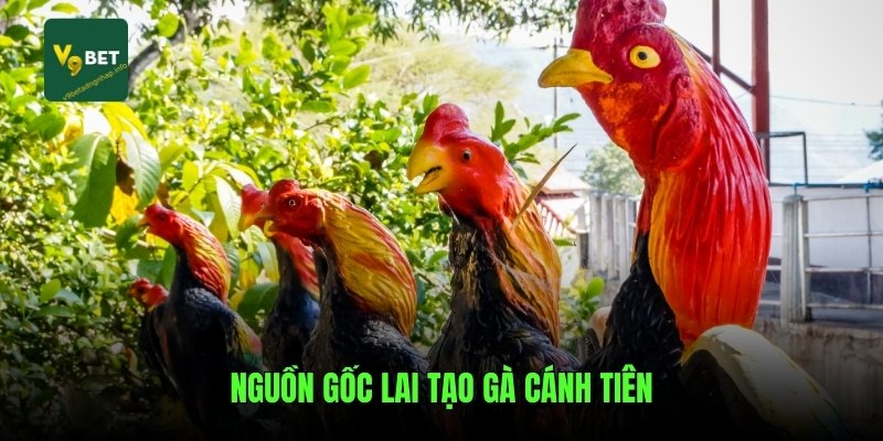 Nguồn gốc lai tạo gà cánh tiên