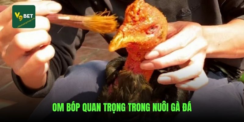 Om bóp quan trọng trong nuôi gà đá