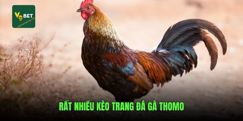 Rất nhiều kèo trang đá gà Thomo