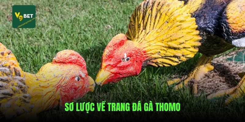 Sơ lược về trang đá gà Thomo