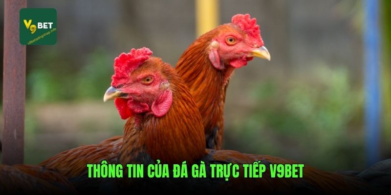 Thông tin của đá gà trực tiếp V9bet
