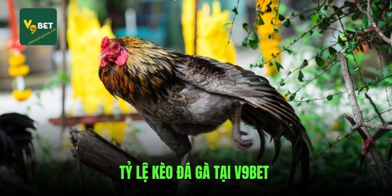 Tỷ lệ kèo đá gà tại V9bet