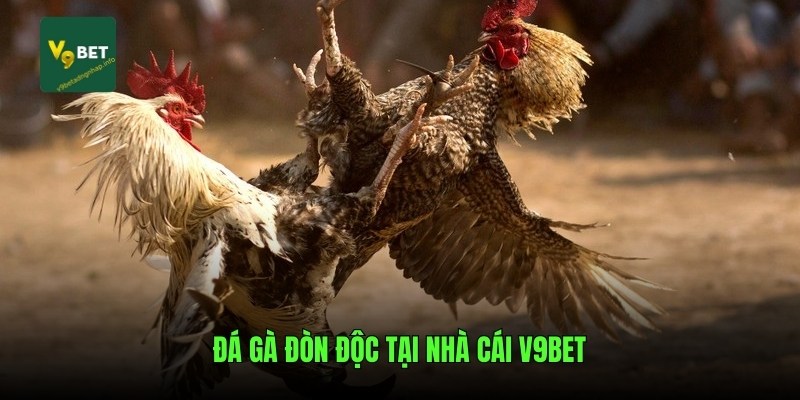 Đá gà đòn độc tại nhà cái V9bet